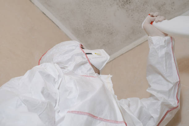 Best Attic Mold Removal  in Lima, PA